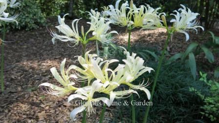 Lycoris radiata var. alba is the white form of the spider lily.