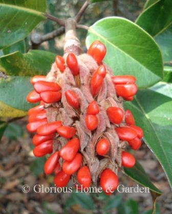 10 Trees And Shrubs With Red Berries - Red Berries For Winter Interest