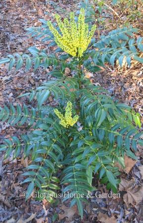 Mahonia x media 'Marvel' produces bright sprays of yellow flowers followed by blue berries in winter giving color to the winter landscape.