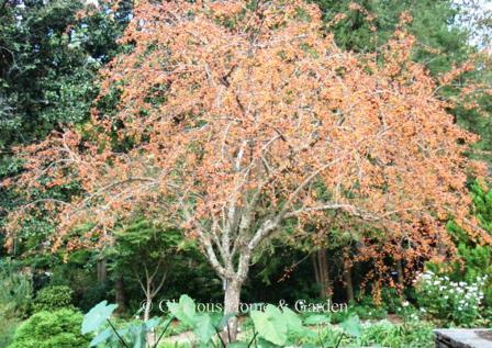 Malus 'Indian Summer'