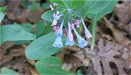 Mertensia virginica is a springtime blooming native woodland ephemeral plant with blue-green leaves and delicate bell-shaped flowers which open pink and turn blue.