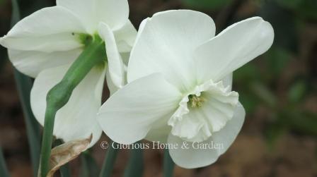 Narcissus 'Falmouth Bay' is an example of the Division 3 Small-Cupped Class.  It is pure white with a small ruffled cup.