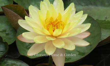 Nymphaea 'Barbara Dobbins'