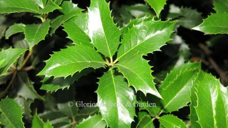 Osmanthus heterophyllus