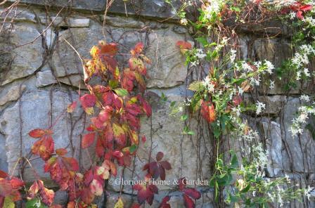 Parthenocissus quinquifolia and Clematis terniflora. Side-by-side on a fence, Clematis terniflora ends summer and begins autumn with sweet white flowers, and Virginia creeper ends the season in bright red.