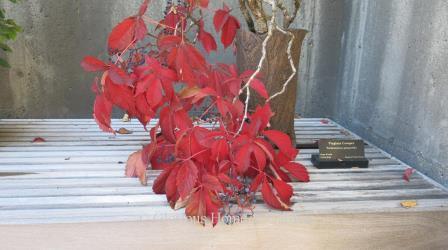 Parthenocissus quinquifolia, with its brilliant red autumn color is here grown as a bonsai at the North Carolina Arboretum.