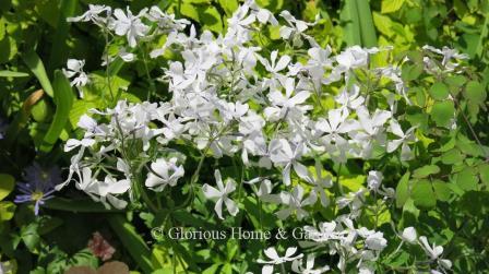 Phlox stolonifera 'Bruce's White' is a white blooming cultivar of creeping phlox which spreads by rhizomes.