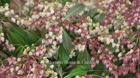 Pieris japonica 'Katsura'