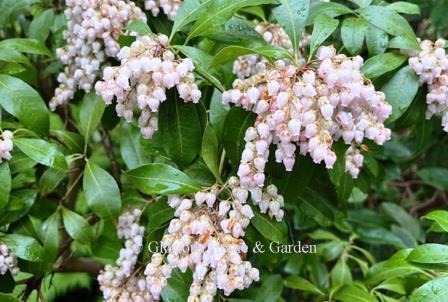 Pieris japonica 'Valley Rose'