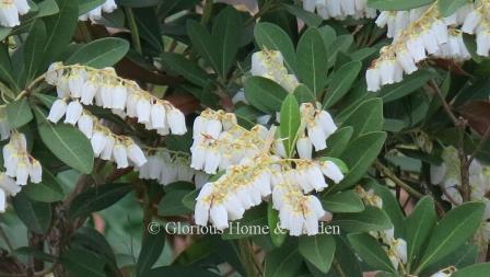 Pieris japonica 'Temple Bells'