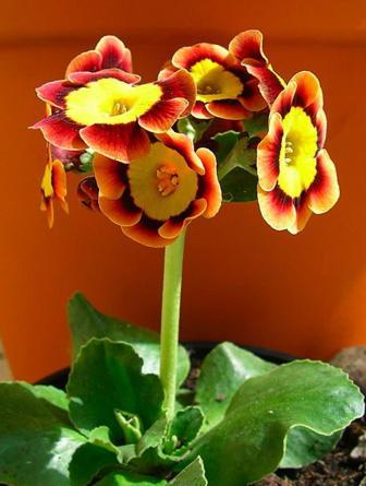 Primula auricula, auricula primrose are available in many color combinations.