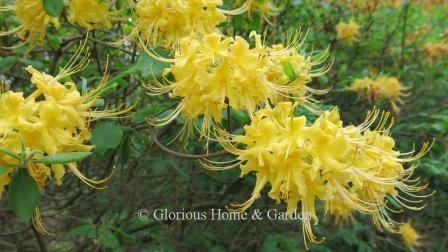 Rhododendron austrinum. This native azalea can light up a shrub border with its eye-catching fragrant flowers in variable shades of creamy white to nearly red.