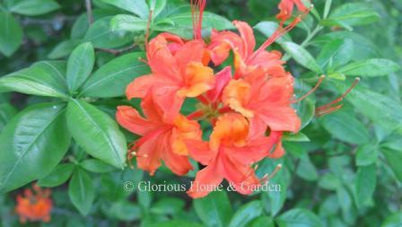 Rhododendron calendulaceum 'Smokey Mountaineer' is a cultivar chosen for its orange-red flowers and good fall color, too.