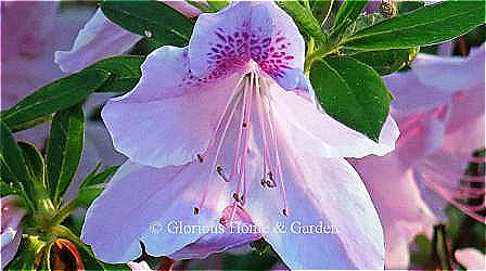 Rhododendron 'George L. Taber' is a popular Southern Indica hybrid azalea light pink flowers edged in white and a dark pink blotch on the upper petal.