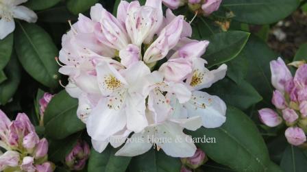 Rhododendron 'Gomer Waterer' has light pink buds that open to white flowers with a pinkish tinge.