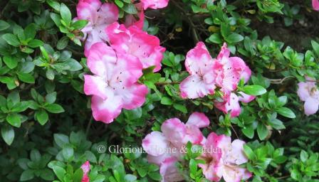 Rhododendron 'Kusadama' is a lovely Satsuki hybrid in light pink with irregular darker pink markings.