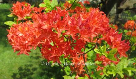 Rhododendron 'Mandarin Lights,' in brilliant red-orange, is from the Northern Lights series of hybrids bred for bud and cold hardiness in northern zones.