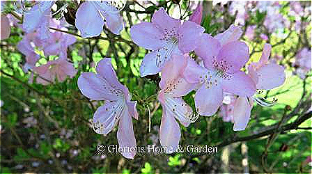 Rhododendron schlippenbachii is a lovely deciduous azalea with fragrant pale pink flowers and good fall color.