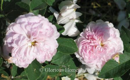 Rosa 'Belle Isis' is an old gallica rose in soft pink fading to white around the edges.