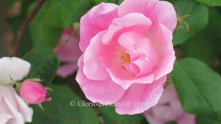 Rosa 'Blushing' Knock Out® produces soft pink single flowers almost non-stop from spring until frost.