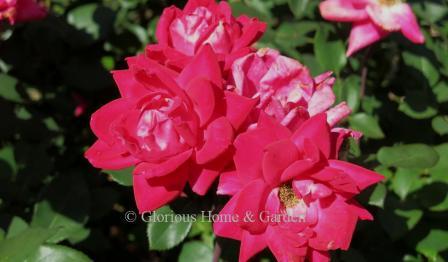 Rosa 'Double' Knock Out® is a heavy bloomer in double red that will go until frost.