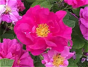 Rosa gallica officinalis, also known as the Apothecary's Rose or the Red Rose of Lancaster, is semi-double, rich crimson red, and has few thorns.