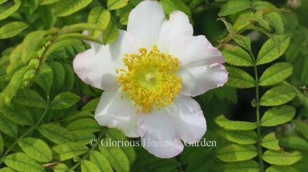 Rosa roxburghii var. normalis has pale pink single flowers.