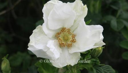 Rosa rugosa 'Alba' is a white sport of the beach rose, where it grows well in seaside conditions.