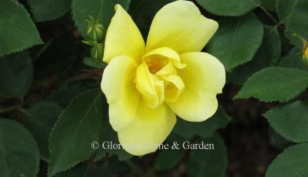 Rosa 'Sunny' Knock Out® produces single yellow flowers almost non-stop from spring until frost.