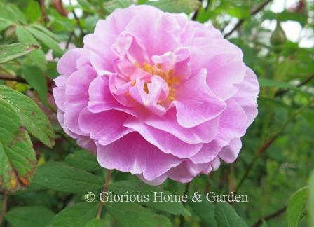 Rosa 'Therese Bugnet' has lilac pink double fragrant blooms on a shrub that is nearly thornless.