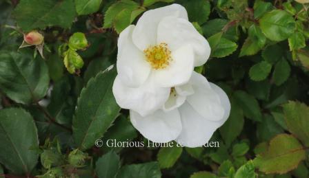 Rosa 'White' Knock Out® has single white blooms almost continuously from spring until frost.