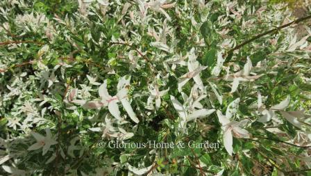 Salix integra 'Hakuro-Nishiki' is a beautiful shrub with variegated pink, white, and green leaves.  It makes a gorgeous accent or topiary.