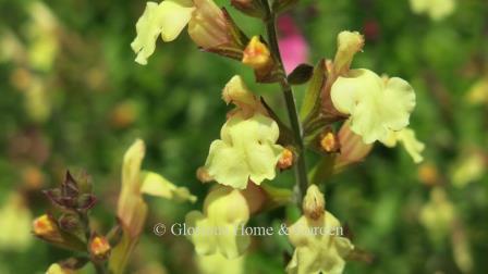 Salvia x jamensis 'Elk Lemon Light'