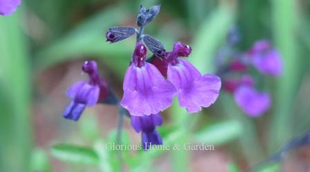 Salvia x jamensis 'Vibe Ignition Purple'