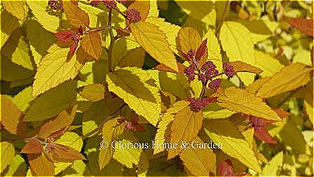 Spiraea japonica Double Play® ‘Candy Corn®’ has eye-catching red-orange new growth that matures to gold and purple flowers in late spring into summer.