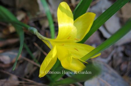 Sternbergia lutea is a bright yellow crocus-like member of the amaryllis family that blooms in the fall.  It prefers well-drained soil in full sun.