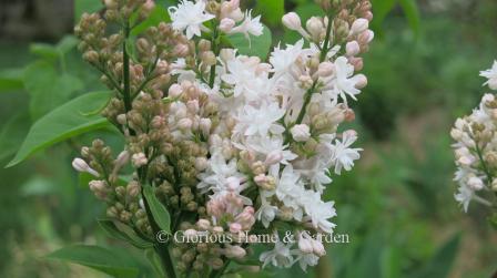 Syringa vulgaris 'Krasavitska Muscovy' (Beauty of Moscow) is a classic lilac with soft pink buds that open white.