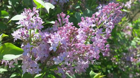 Syringa x hyacinthiflora 'Excel' is an early flowering lilac with purple flowers.