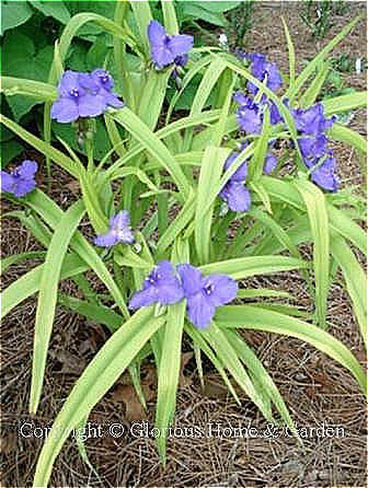 Tradescantia x andersoniana 'Sweet Kate'is a hybrid spiderwort with blue flowers and chartreuse foliage. It is also known as 'Blue and Gold.'