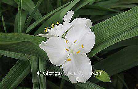 Tradescantia x andersoniana 'Snowcap' is a hybrid spiderwort in pure white.
