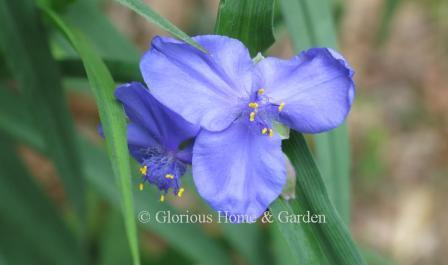 Tradescantia x andersoniana 'Zwanenburg Blue' is a hybrid spiderwort with deep blue flowers.