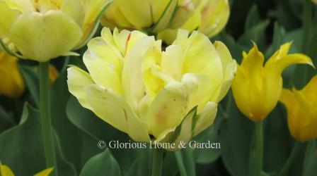 Tulipa 'Akebono' is in the Division 4 Darwin Hybrid class. It is semi-double lemon yellow with a very thin red edge.