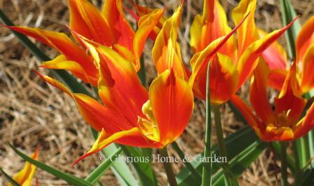 Tulipa 'Anatolia' is an example of the Division 6 Lily-Flowered class.  It is bright red and yellow with especially pointed petal tips.