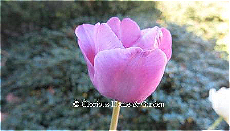 Tulipa 'Bleu Aimable' dates from the early 20th c.  Not truly blue, as there are no true blue tulips, it is a lilac shade with a blueish overcast.  Gorgeous color!  Division 5 Single Late class.