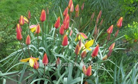 Tulipa clusiana 'Tubergen's Gem' has red buds that open wide like a star to reveal a bright yellow interior.  Division 15 Species class.