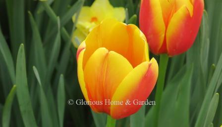 Tulipa 'Daydream' in an example of the Division 4 Darwin Hybrid class.  It is a color-changing tulip which o pen yellow and matures to orange.