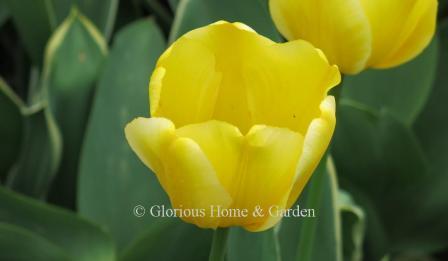 Tulipa 'Jaap Groot' is an example of the Division 4 Darwin Hybrid class in bright yellow.