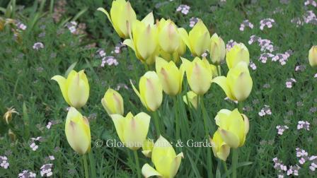 Tulipa linifolia 'Honky Tonk' has pastel yellow flowers flushed with rose on the reverse.