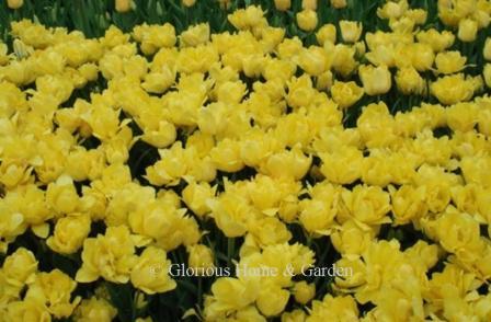 Tulipa 'Monte  Carlo' is a bright yellow Division 2 Double Early tulip.