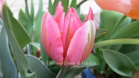 Tulipa 'Pretty Princess,' a sport of 'Prinses Irene,' is rose pink with touches of green and orange, and darker purple flames.  The leaves are edged in white.  A Division 3 Triumph tulip.